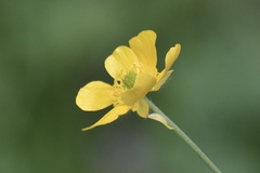 Ranunculus