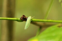 Rugosana querci