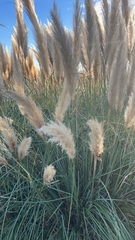 Cortaderia selloana