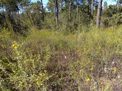 Agalinis fasciculata