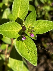 Cuphea carthagenensis