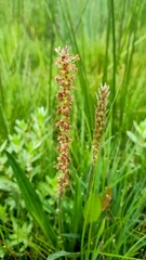 Plantago varia