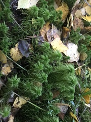 Sphagnum