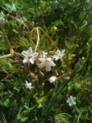 Spergula arvensis