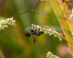 Tachytes guatemalensis