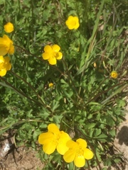 Ranunculus ollissiponensis