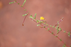 Acacia galioides