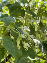 Polystemma cordifolium