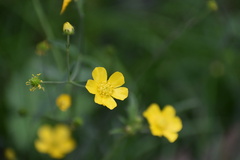 Ranunculus