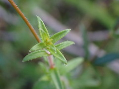 Mitrasacme polymorpha