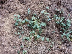 Aristolochia baetica
