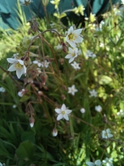 Spergula arvensis