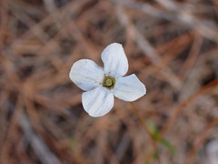 Mitrasacme polymorpha