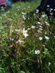 Spergula arvensis