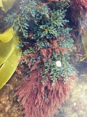 Ericaria selaginoides