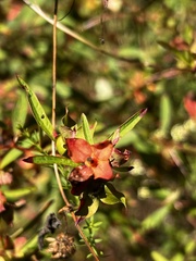 Ludwigia alternifolia