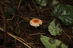 Lepiota rubrotinctoides