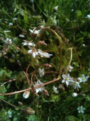 Spergula arvensis