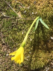 Narcissus cuneiflorus