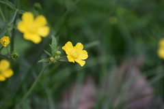 Ranunculus