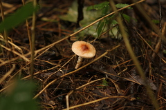 Lepiota rubrotinctoides