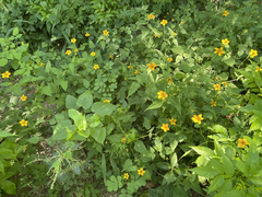 Sclerocarpus divaricatus