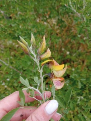 Crotalaria capensis