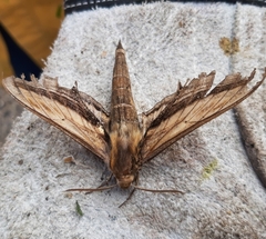 Xylophanes falco