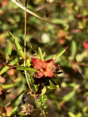Ludwigia alternifolia