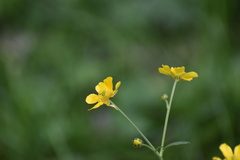 Ranunculus
