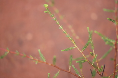 Acacia galioides