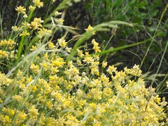 Genista umbellata