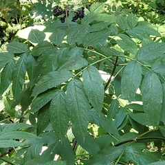 Sambucus racemosa melanocarpa