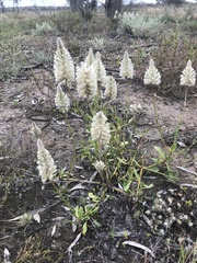 Ptilotus nobilis