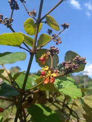 Stigmaphyllon sinuatum