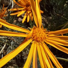 Euryops speciosissimus