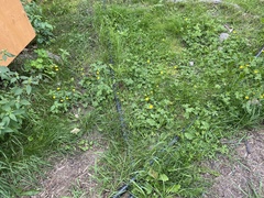 Ranunculus