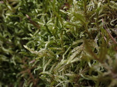 Pleurozium schreberi