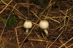 Agaricus placomyces