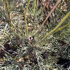 Euryops speciosissimus