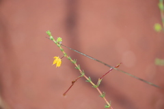 Acacia galioides