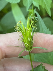 Bidens riparia