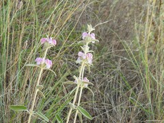 Phlomis purpurea