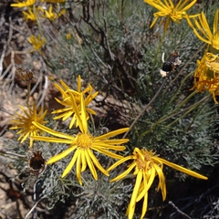 Euryops speciosissimus