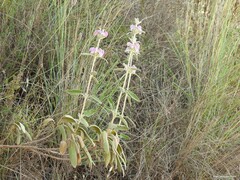 Phlomis purpurea
