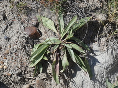 Plantago eriopoda
