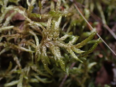 Pleurozium schreberi