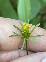 Bidens riparia