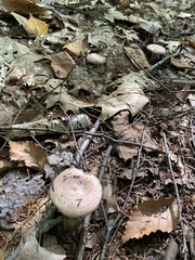 Lactarius subpurpureus