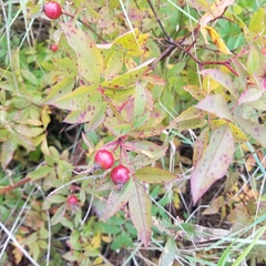 Rosa palustris